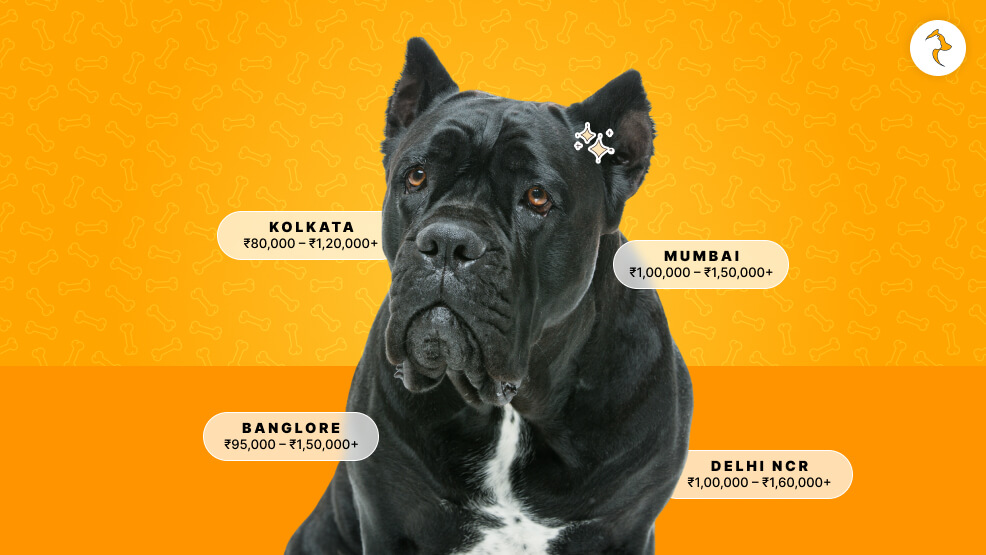 City-Wise Cane Corso Price Matrix in India (Online vs. Offline)