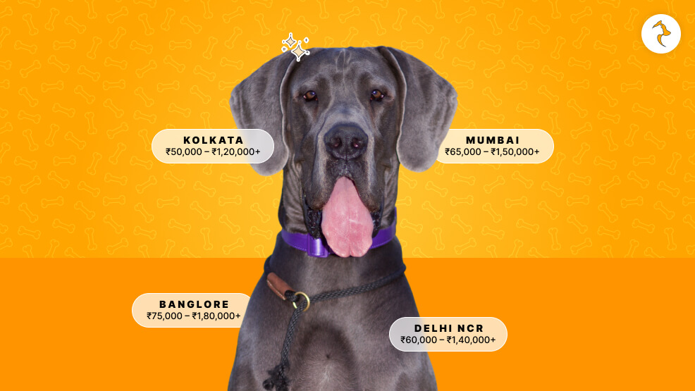 City-Wise Great Dane India Price Breakdown (Online vs. Offline)