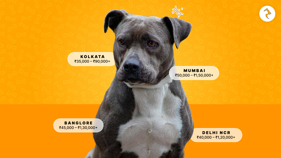 City-Wise Pitbull Price in India Spectrum (Online vs. Offline)