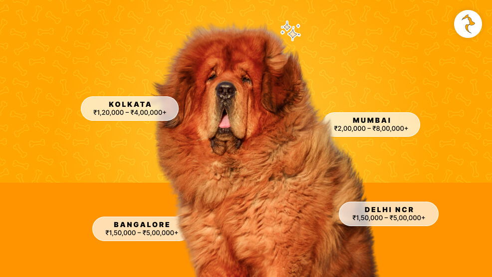 City-Wise Spectrum of Tibetan Mastiff Price in India (Online vs. Offline)