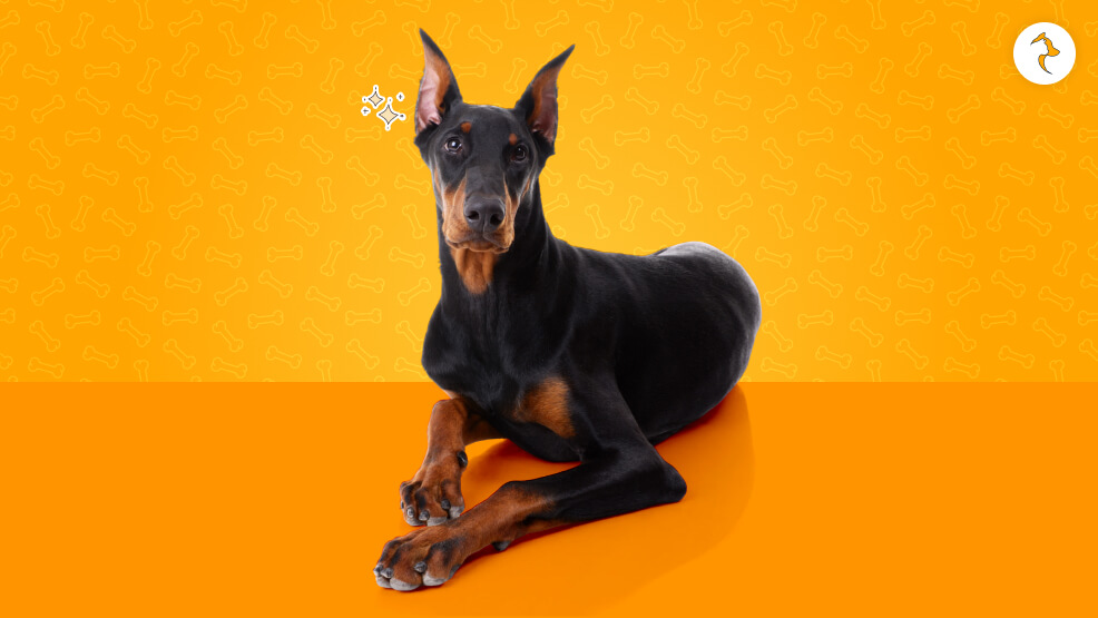 Doberman Dog Breed Overview