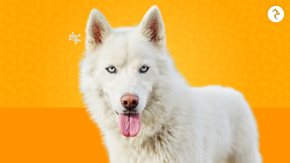 Husky Required Special Care