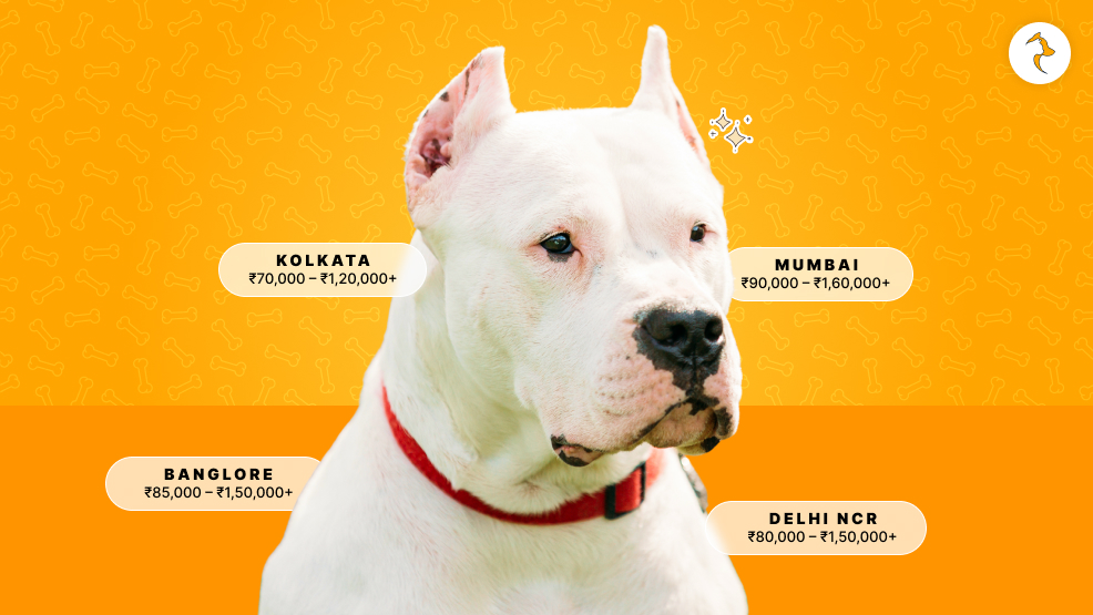 Dogo Argentino City-Wise Price Matrix (Online vs. Offline)