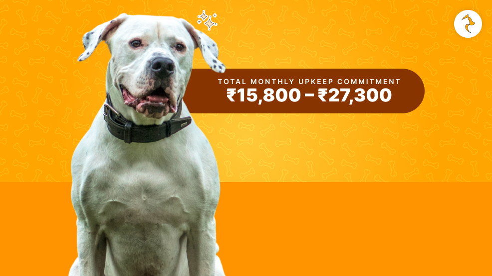 Dogo Argentino Real-World Maintenance Costs (INR)