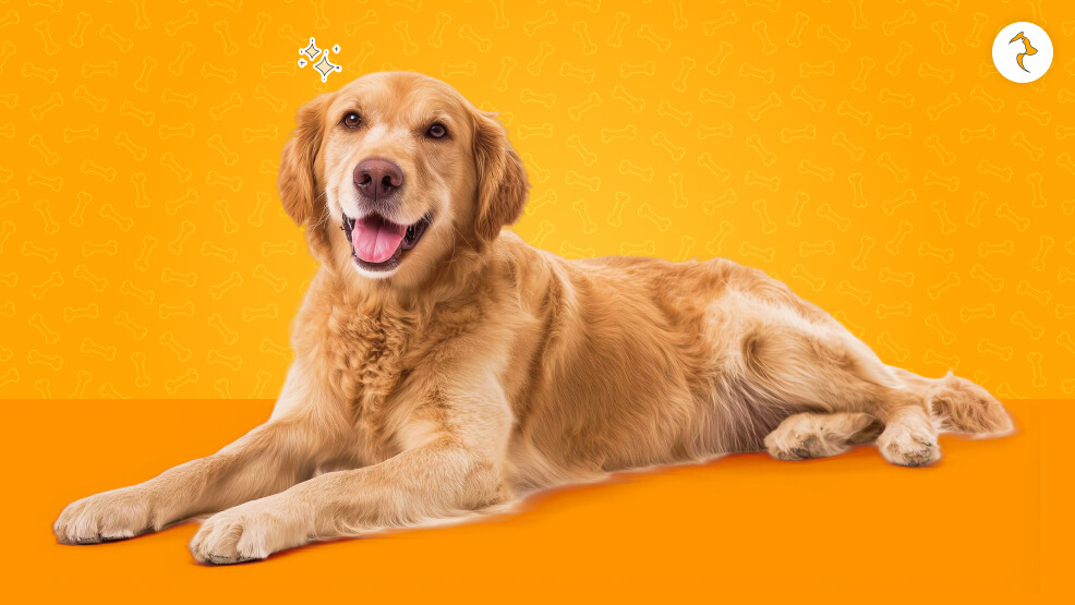 About Golden Retriever