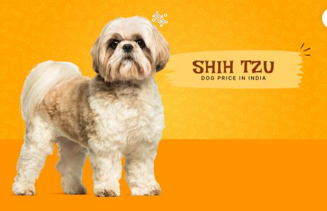 What Influences Shih Tzu Price In India?