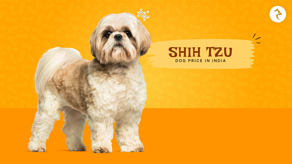 What Influences Shih Tzu Price In India?