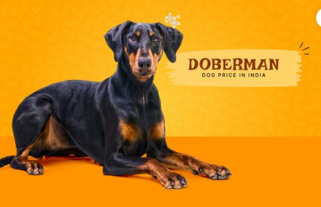 Doberman