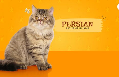 Persian cat