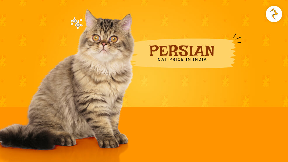 Persian cat