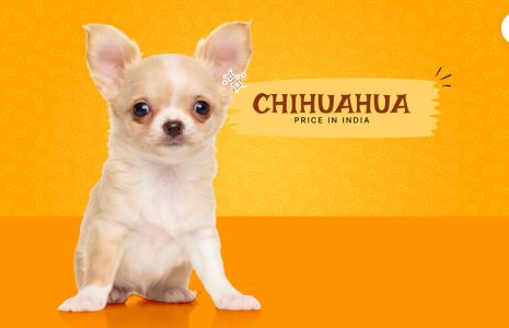 Chihuahua Price in India