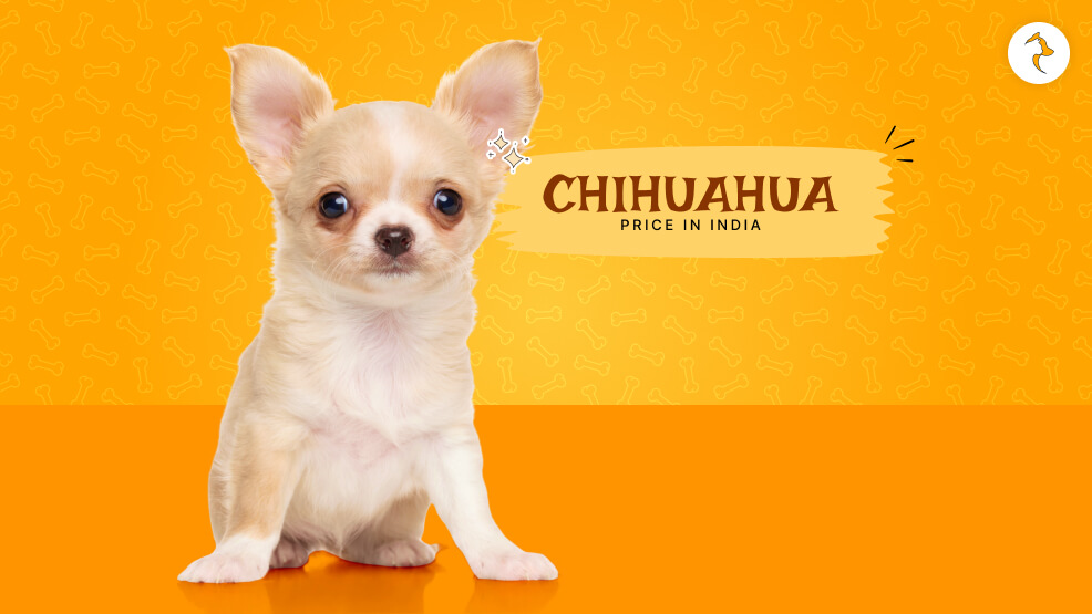 Chihuahua Price in India