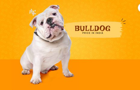 bull dog