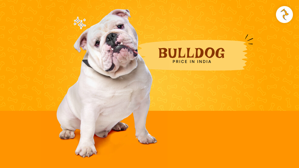 bull dog