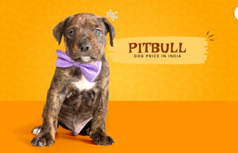 pitbull