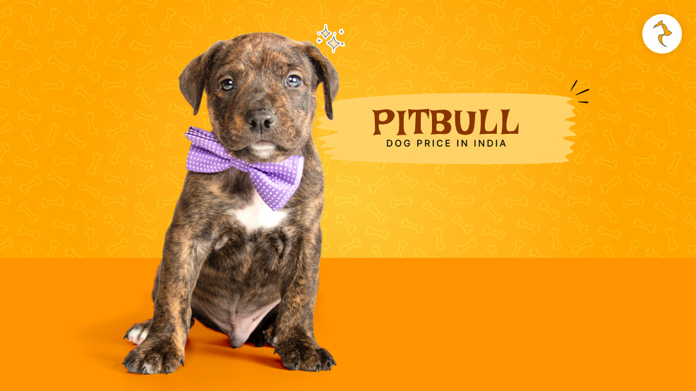 pitbull