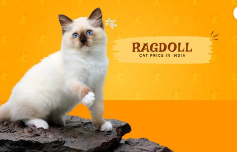 Ragdoll