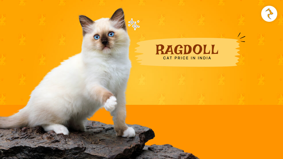 Ragdoll