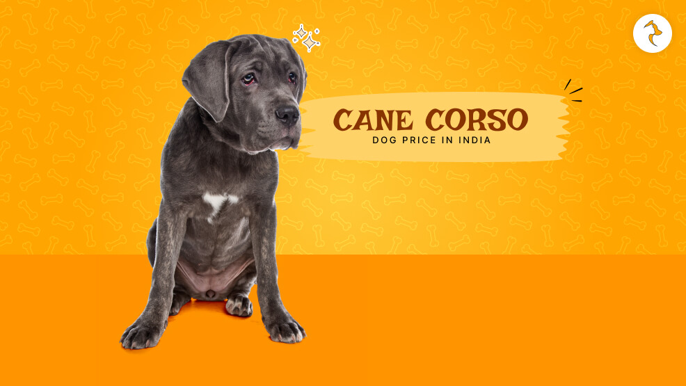 Cane corso