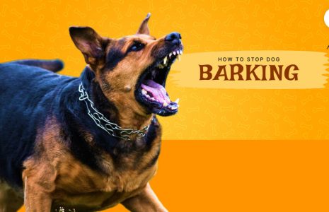 dog barking