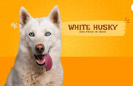Siberian White Husky