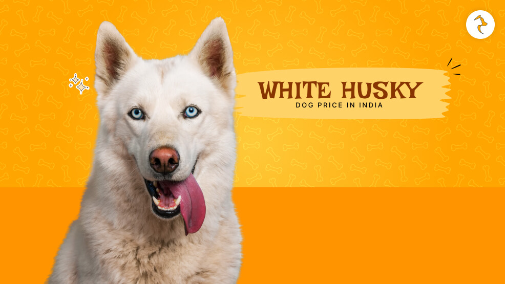 Siberian White Husky