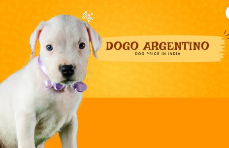 Dogo argentino