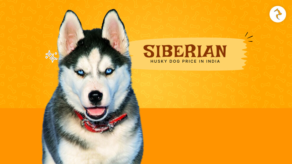 husky