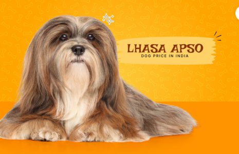 lhasa apso