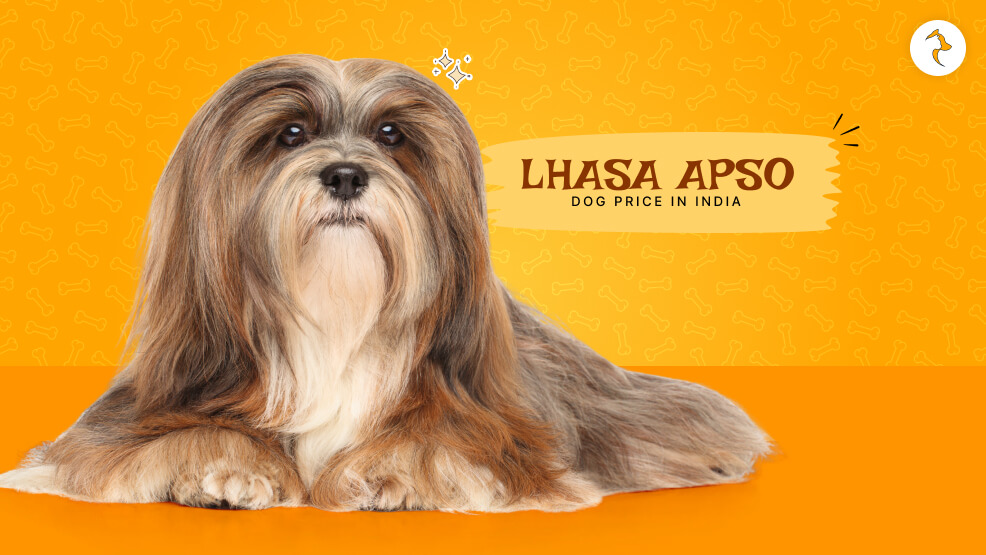 lhasa apso