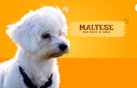 Maltese Dog