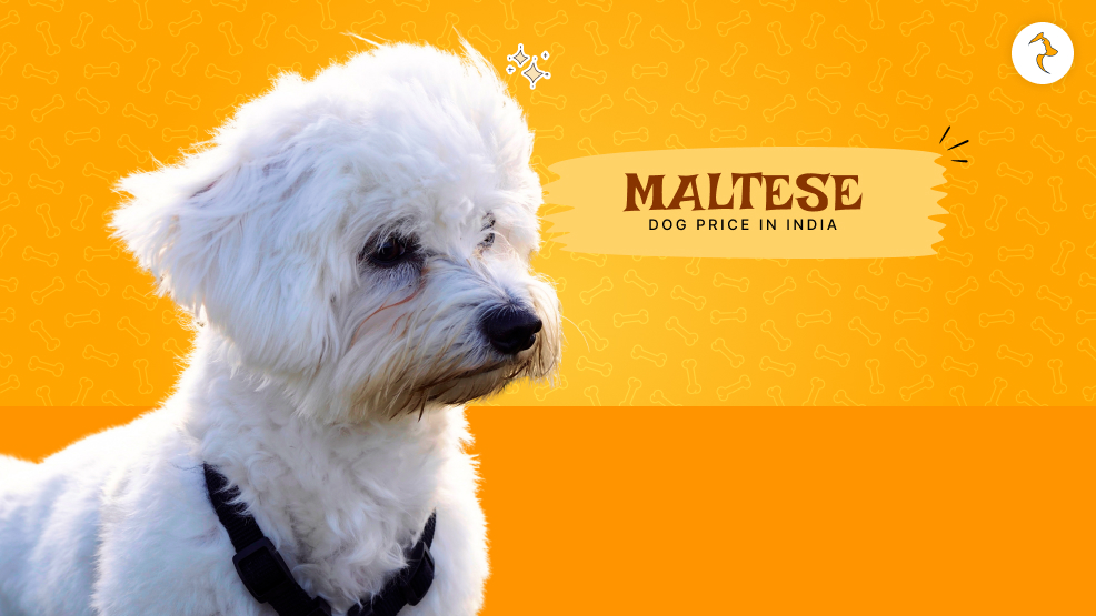 Maltese Dog