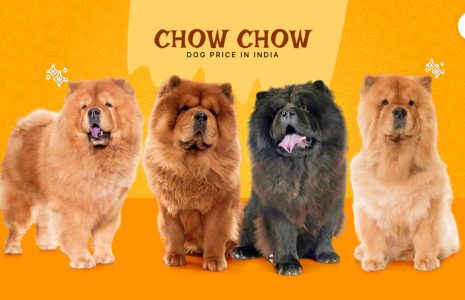Chow Chow Dog Price