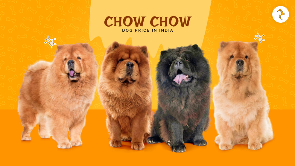 Chow Chow Dog Price