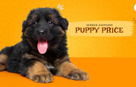German Shepherd Puppy