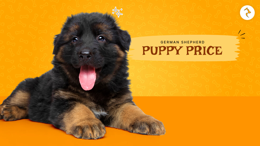 German Shepherd Puppy