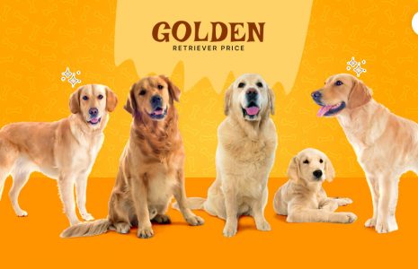 Golden Retriever Price In India