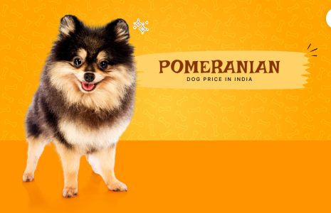 Pomeranian Dog Price