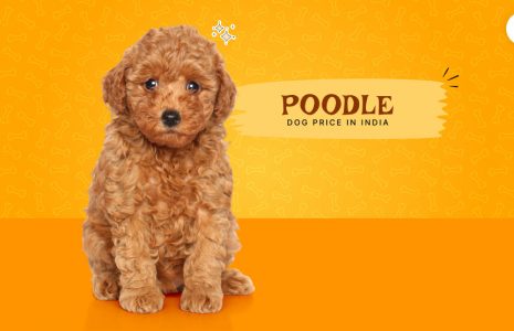 Poodle Dog