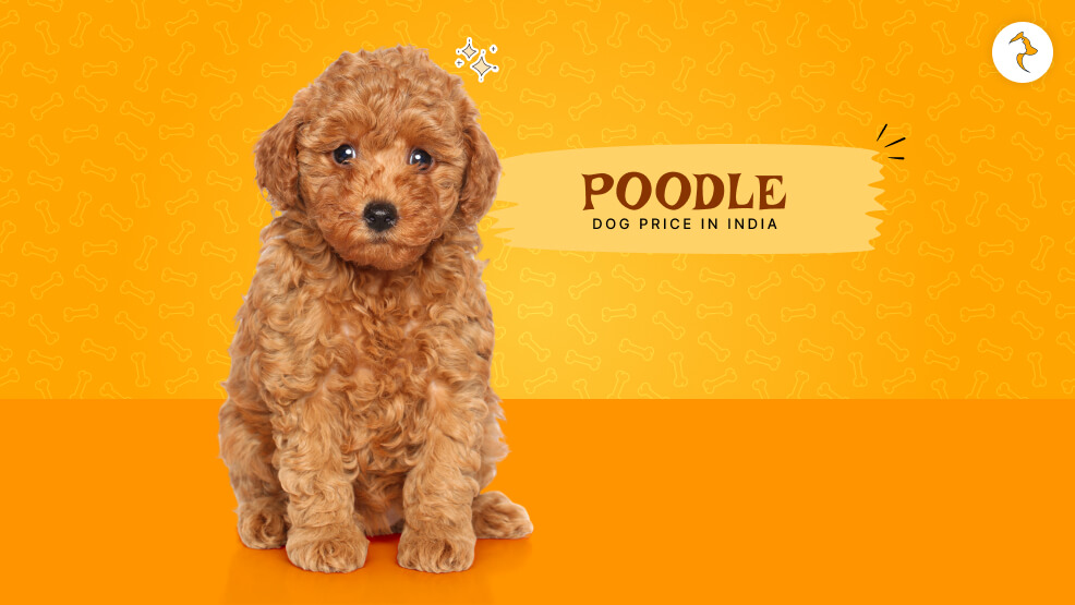 Poodle Dog