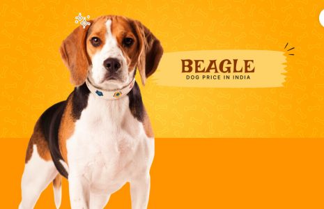 Beagle