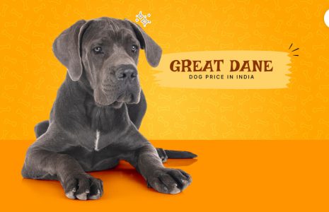 Great Dane