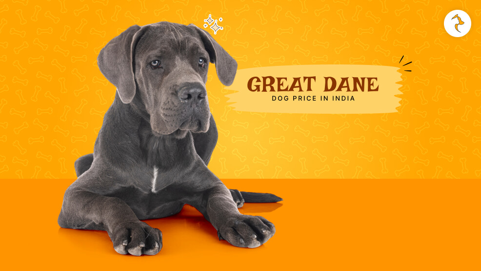 Great Dane