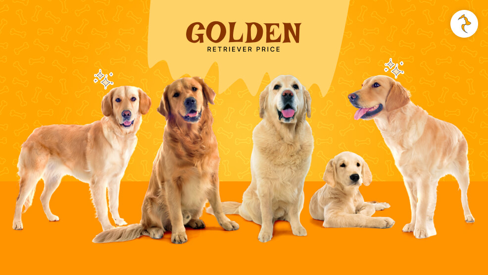 Golden Retriever Price In India