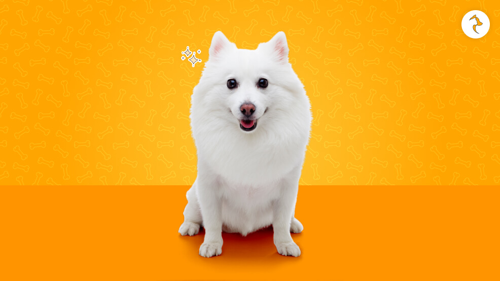 Indian Spitz Looks