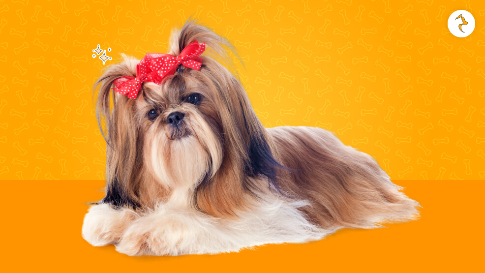 Location Influence Shih Tzu Price