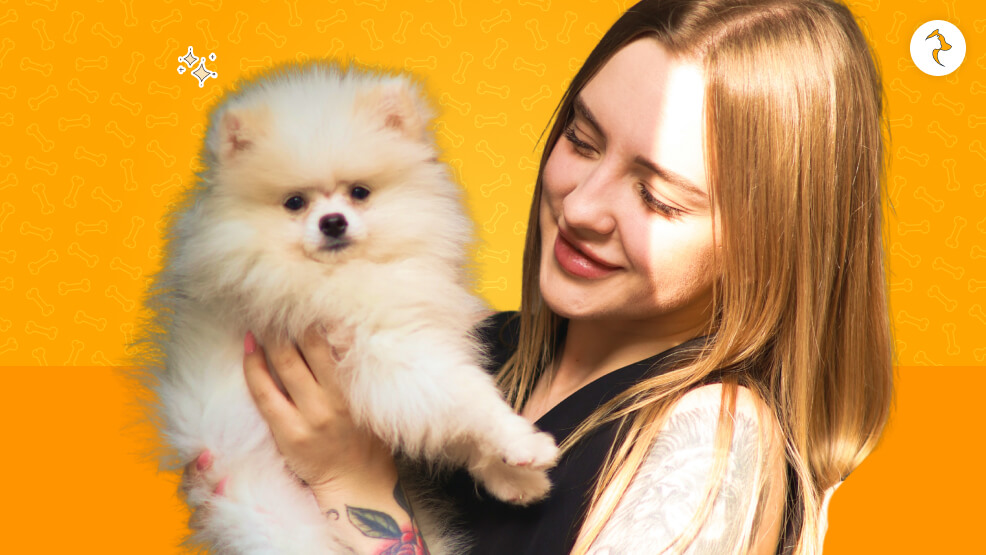 Authentic Pomeranian Dog