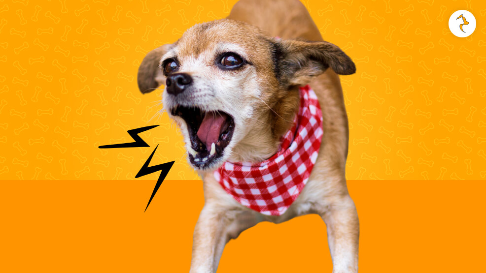 How To Stop Dog Barking In Three Basic Steps