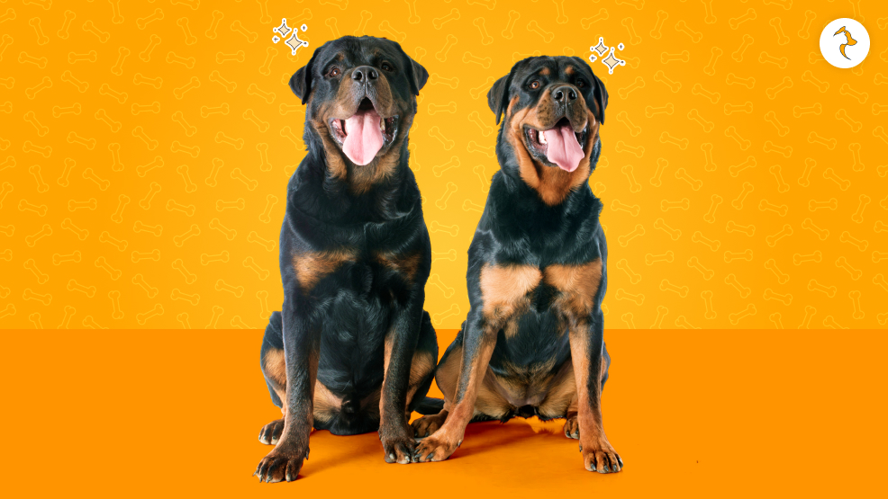 How To Take Care Of A Rottweiler