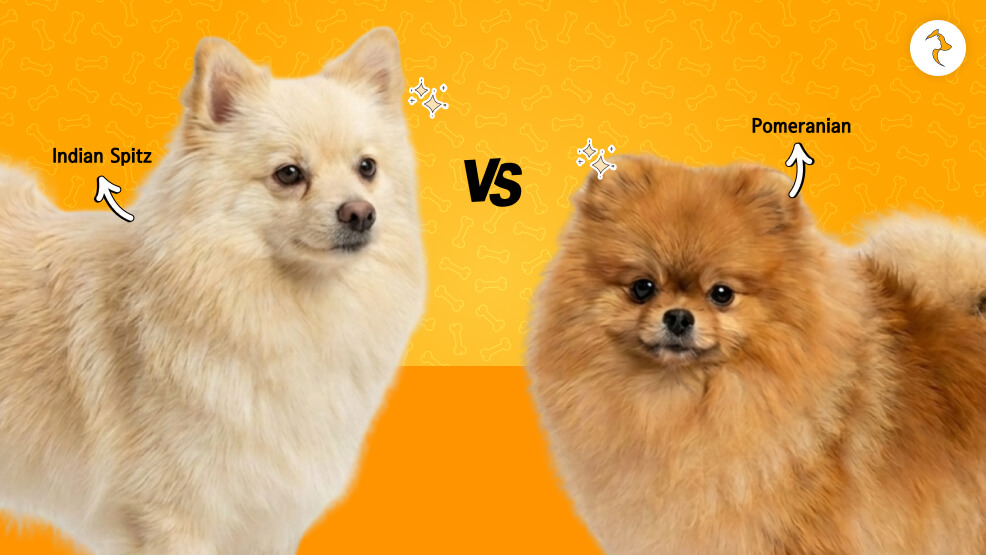 Indian Spitz Vs Pomeranian